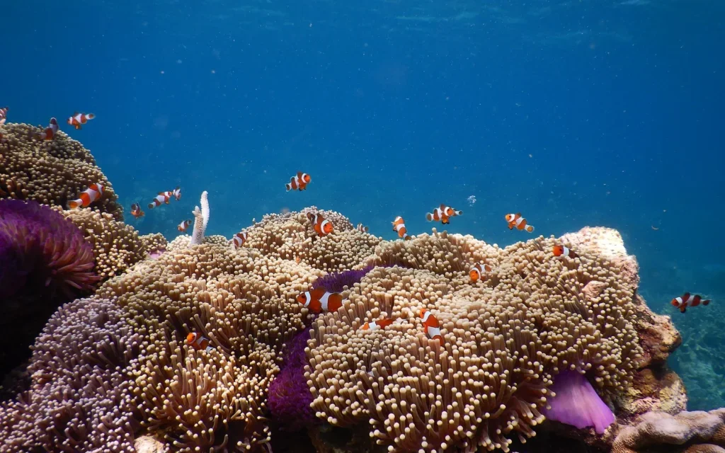 Terumbu Karang Keindahan Laut Yang Perlu Di Jaga