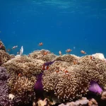 Terumbu Karang Keindahan Laut Yang Perlu Di Jaga