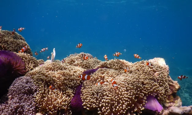 Terumbu Karang Keindahan Laut Yang Perlu Di Jaga