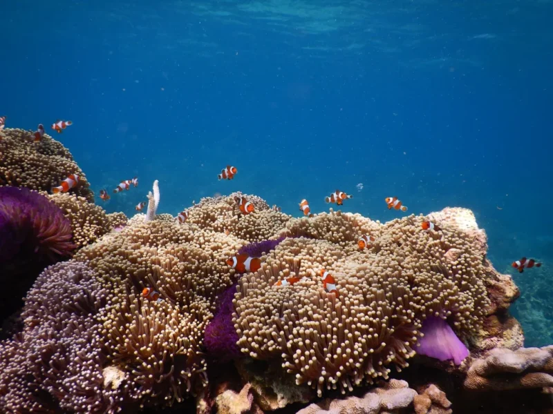 Terumbu Karang Keindahan Laut Yang Perlu Di Jaga