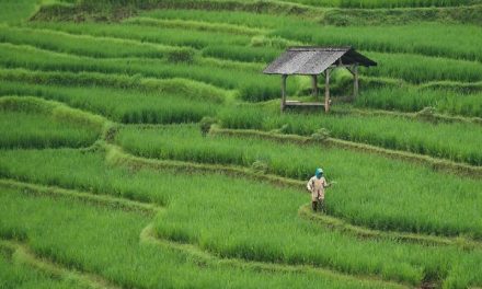 Tanaman Utama Pangan Padi Salah Satu Terbesar Indonesia