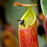 Tumbuhan Karnivora Kantong Semar Pemakan Serangga