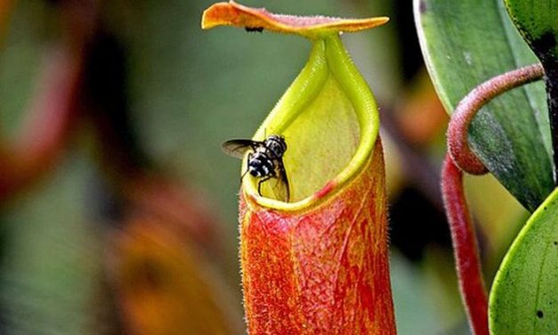 Tumbuhan Karnivora Kantong Semar Pemakan Serangga