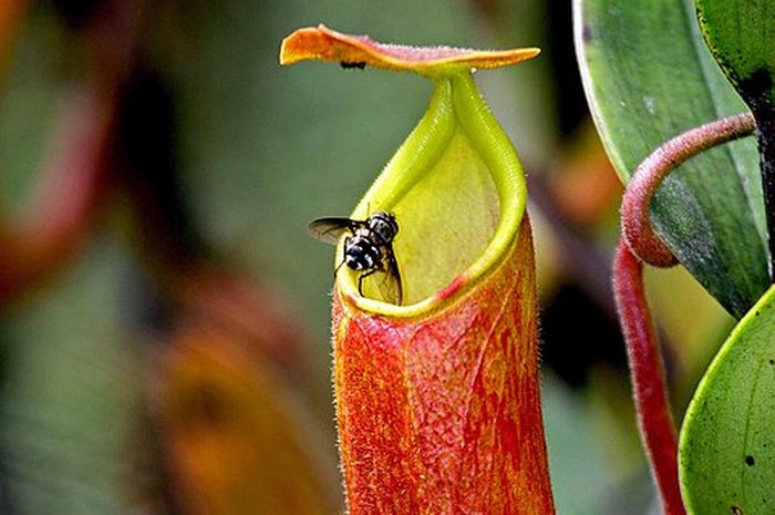 Tumbuhan Karnivora Kantong Semar Pemakan Serangga