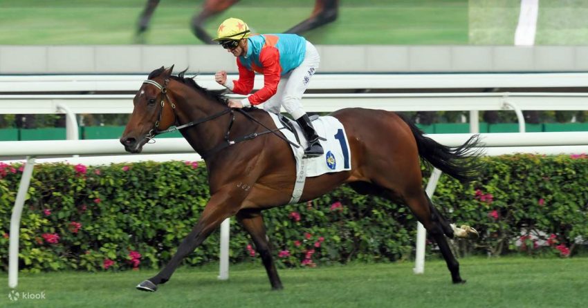 Olahraga Pacuan Yang Menggunakan Kuda Sehat Pastinya