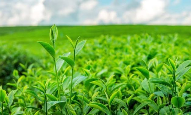 Daun Tanaman Teh Memberikan Aroma Dan Kenikmatan