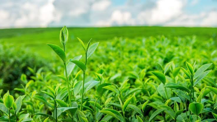 Daun Tanaman Teh Memberikan Aroma Dan Kenikmatan