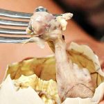 Makanan Unik Filipina Yang Cukup Ekstrem Balut