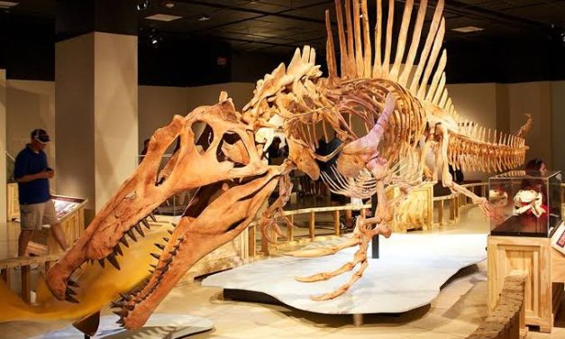 Sisa Organisme Pada Kehidupan Masa Lalu