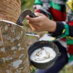 Hasil Cairan Alami Sebuah Pohon Getah Karet