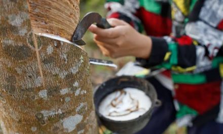 Hasil Cairan Alami Sebuah Pohon Getah Karet