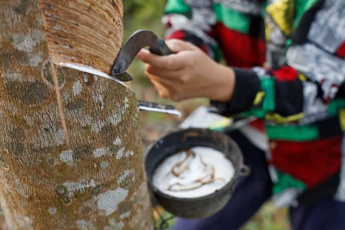 Hasil Cairan Alami Sebuah Pohon Getah Karet
